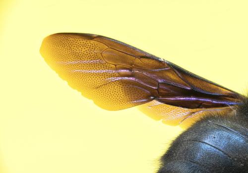 Réf. 354 501 : Xylocopa violacea